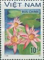 Pink Waterlily (Nymphaea nouchali Burms.f.)