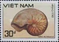 Nautilus (Nautilus sp.)