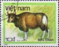Banteng (Bos banteng)
