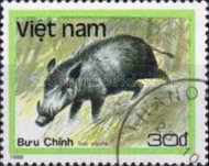 Wild Boar (Sus scrofa)