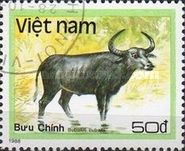 Water Buffalo (Bubalus bubalis)