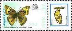 West Indian Buckeye (Junonia evarete)