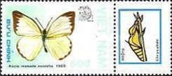 Great Southern White (Ascia monuste)