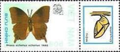Chestnut Leafwing (Anaea echemus)