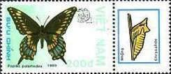 Palamedes Swallowtail (Papilio palamedes)