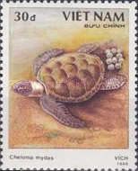 Green Sea Turtle (Chelonia mydas)