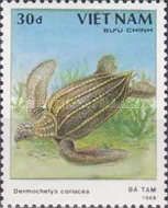 Leatherback Sea-Turtle (Dermochelys coriacea)