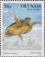 Loggerhead Turtle (Caretta caretta)