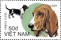 Beagle (Canis lupus familiaris)