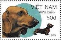 Dachshund (Canis lupus familiaris)