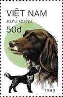 Munsterlander (Canis lupus familiaris)