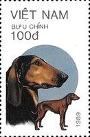 Segugio Italiano (Canis lupus familiaris)