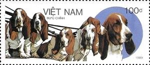 Basset (Canis lupus familiaris)