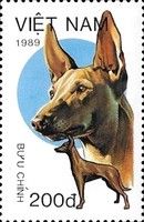 Andalusian Hound (Canis lupus familiaris)