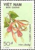 Fuchsia fulgens