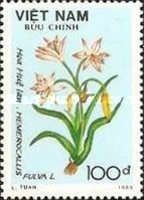 Orange day lily (Hemerocallis fulva L)