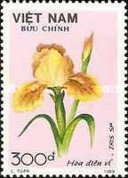 Frag Iris (Iris sp.)