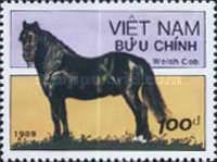 Welsh Cob (Equus ferus caballus)