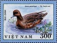 Eurasian Wigeon (Anas penelope)