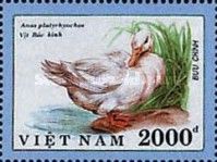 Mallard (Anas platyrhynchos)