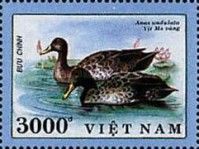 Yellow-billed Duck (Anas undulata)