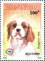 Dwarf Spaniel - Papillon (Canis lupus familiaris)