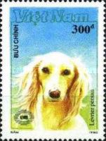 Greyhound (Canis lupus familiaris)
