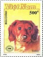 Dachshund (Canis lupus familiaris)