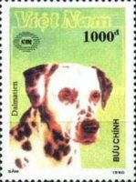 Dalmatian (Canis lupus familiaris)