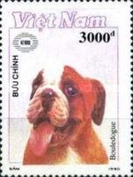 English Bulldog (Canis lupus familiaris)