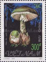 Amanita phalloides