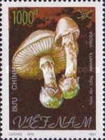 Amanita virosa