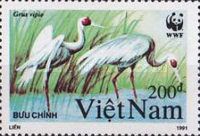 White-naped Crane (Grus vipio)