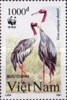Sarus Crane (Grus antigone ssp. sharpii)