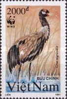 Black-necked Crane (Grus nigricollis)