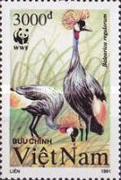 Grey Crowned Crane (Balearica regulorum)