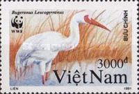 Siberian Crane (Grus leucogeranus)