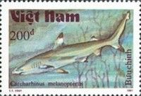 Black-finned Reef Shark (Carcharhinus melanopterus)
