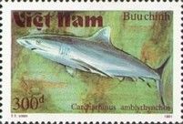 Grey Reef Shark (Carcharhinus amblyrhynchos)