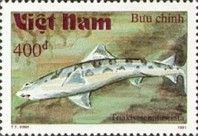 Leopard Shark (Triakis semifasciata)