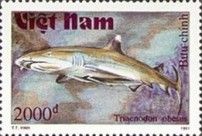White-tipped Reef Shark (Triaenodon obesus)