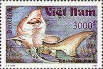 Sand Tiger Shark (Carcharias taurus)