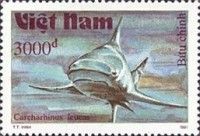Bull Shark (Carcharias leucas)
