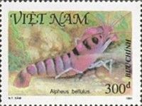 Pretty Snapping Shrimp (Alpheus bellulus)