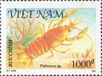 Spiny Lobster (Palinurus sp.)