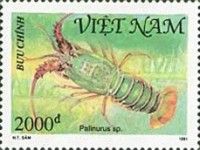 Spiny Lobster (Palinurus sp.)