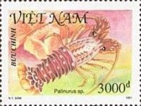 Spiny Lobster (Palinurus sp.)