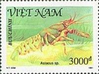 Crayfish (Astacus sp.)
