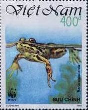 Edible Frog (Rana esculenta)