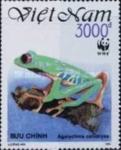 Red-eyed Tree Frog (Agalychnis callidryas)